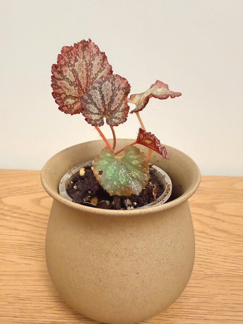 Begonia Pink Panther