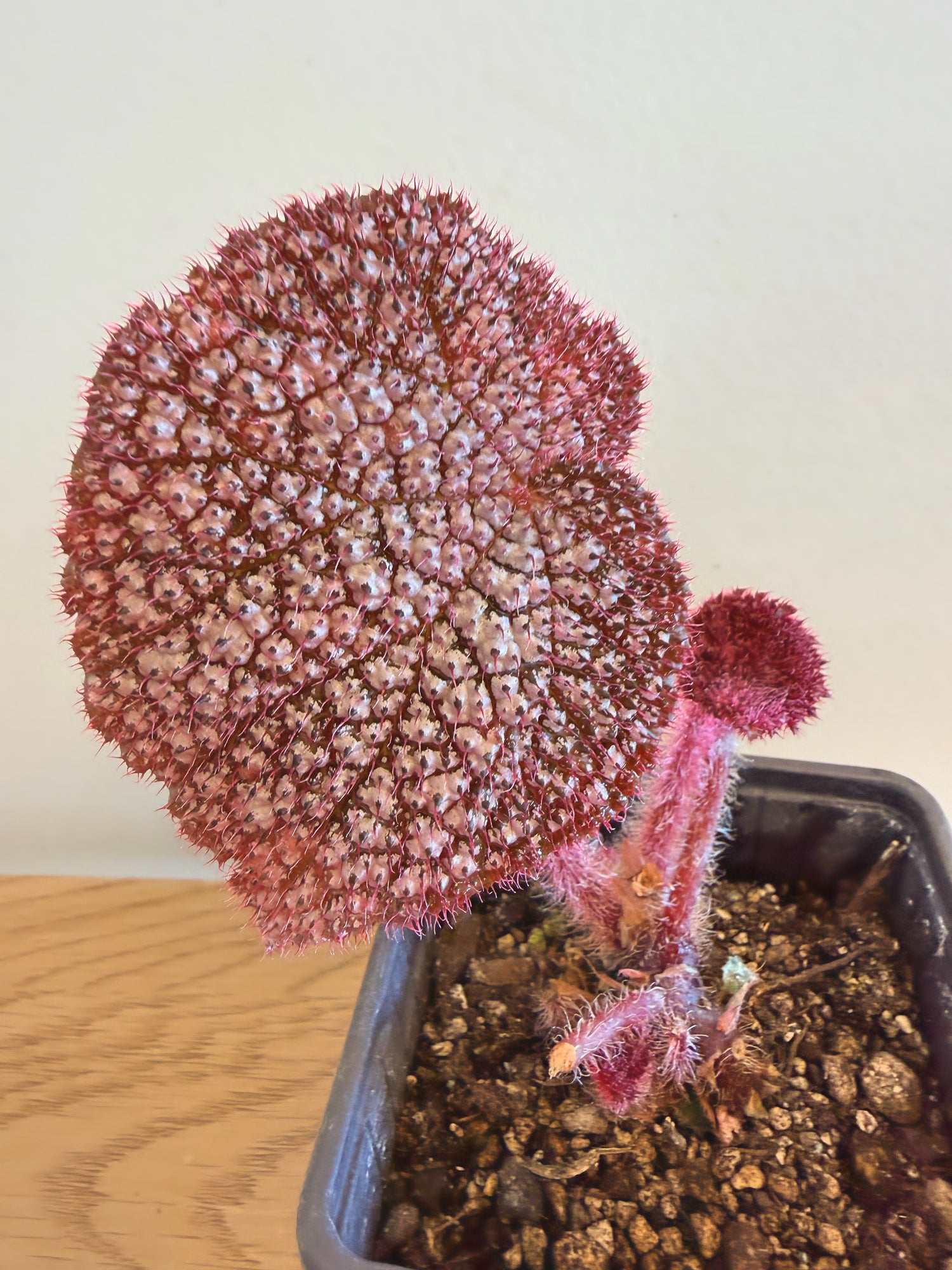 Begonia Mai Super Nova