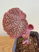 Begonia Mai Super Nova