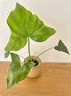 Philodendron African Fantasy