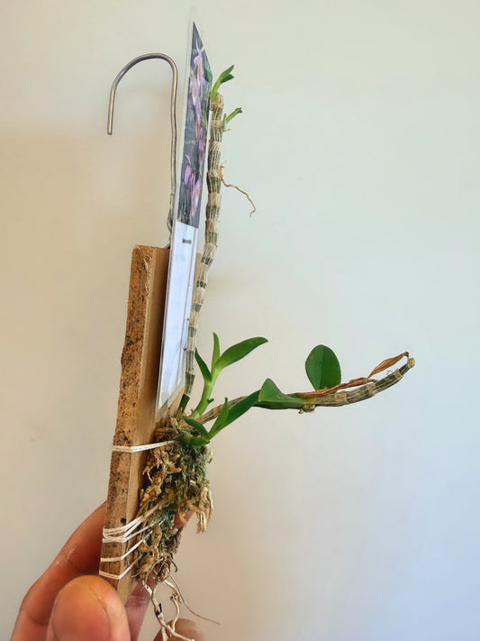 Dendrobium Loddigesii