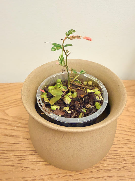 Phyllanthus Uriana Pink