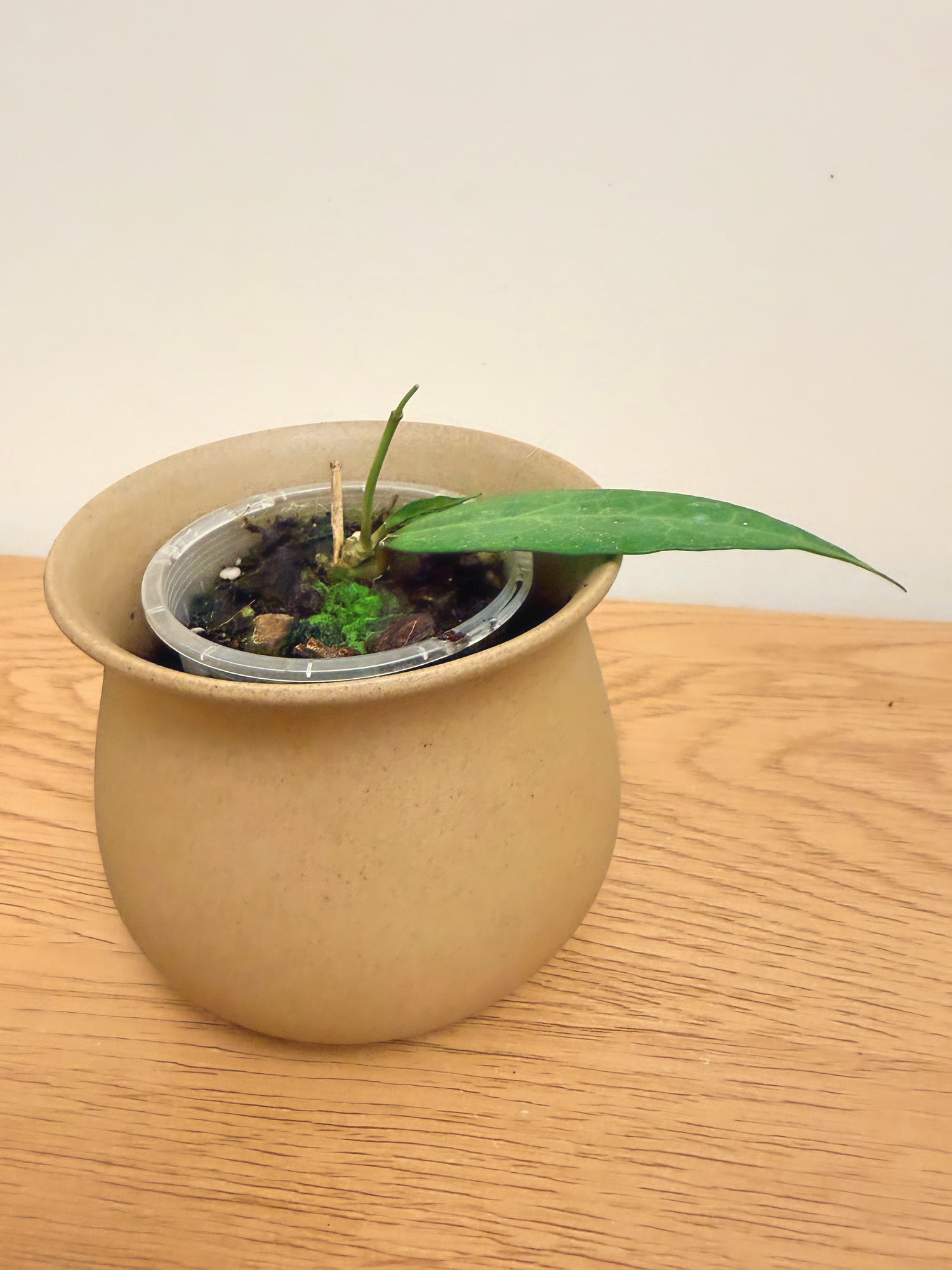 Hoya AH001 Indonesia