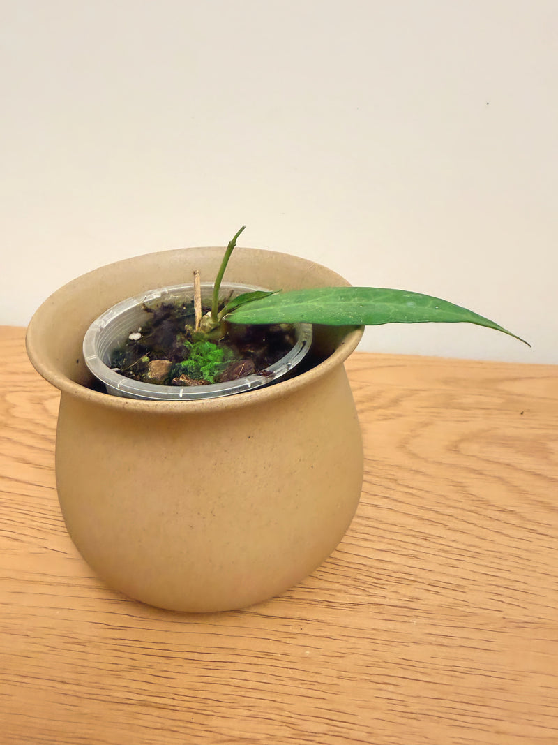 Hoya AH001 Indonesia