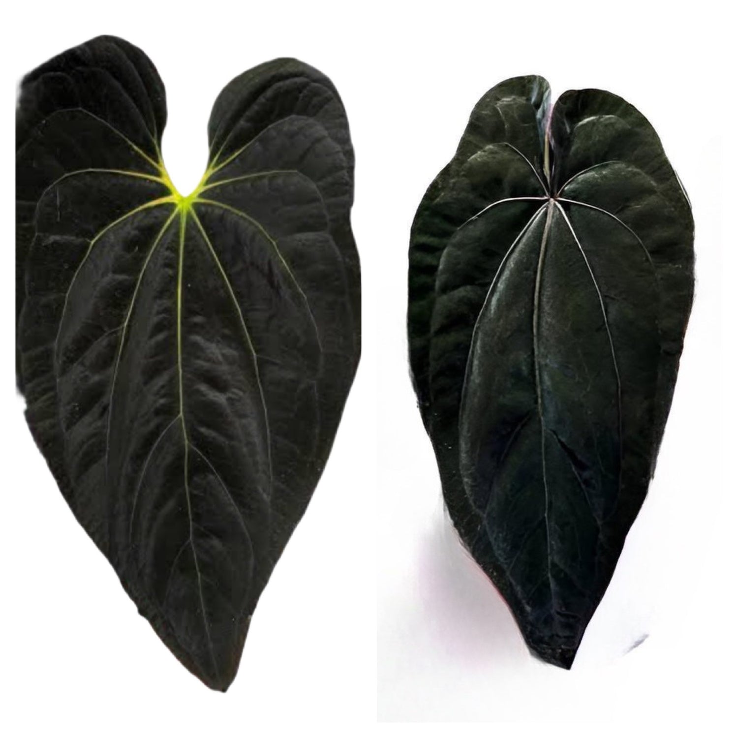 Anthurium Black Velvet x Dressleri
