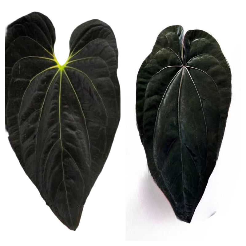 Anthurium Black Velvet x Dressleri