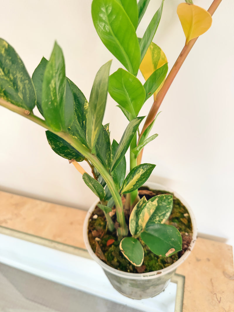 Variegated ZZ Plant (B)