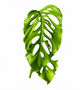 Monstera Acacoyaguensis