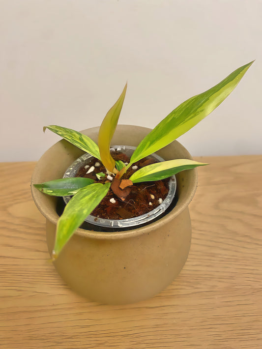 Philodendron Caramel Marble Variegated