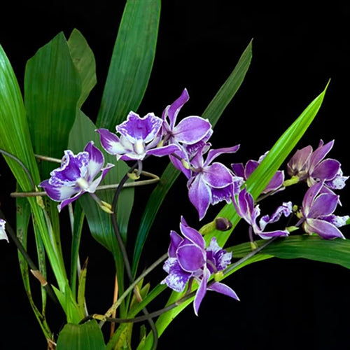 Zygonisia Cynosure ‘Blue Birds’ AM/AOS