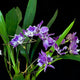 Zygonisia Cynosure ‘Blue Birds’ AM/AOS