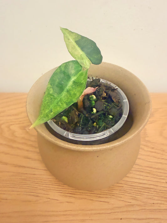 Alocasia Polly Aurea