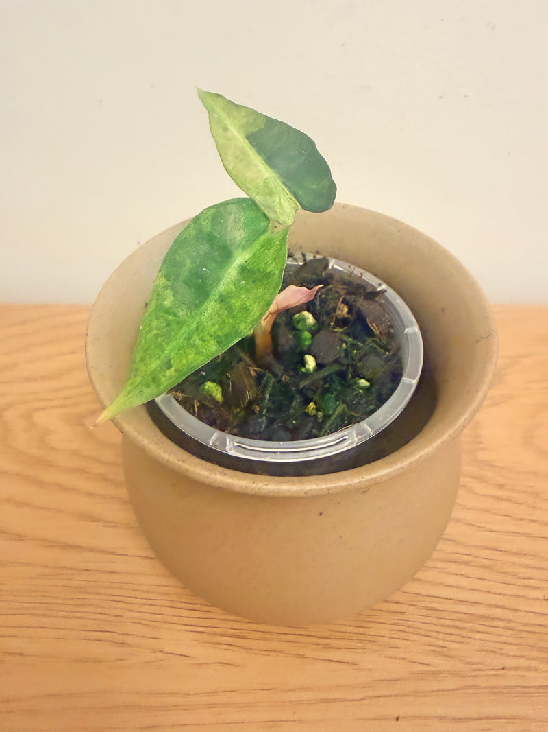 Alocasia Polly Aurea