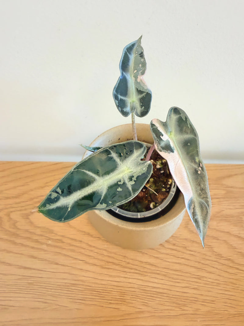 Alocasia Bambino Pink Variegated