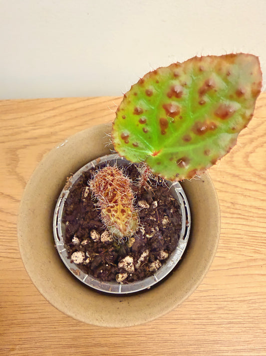 Begonia Melanobullata