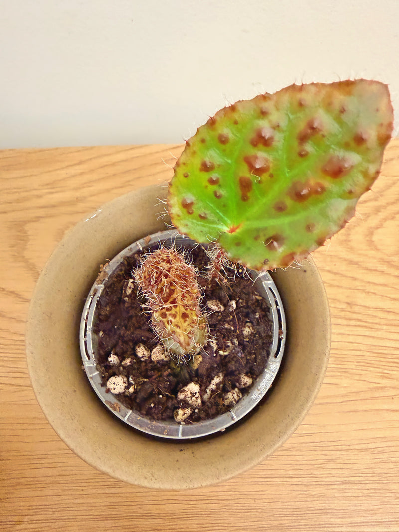 Begonia Melanobullata
