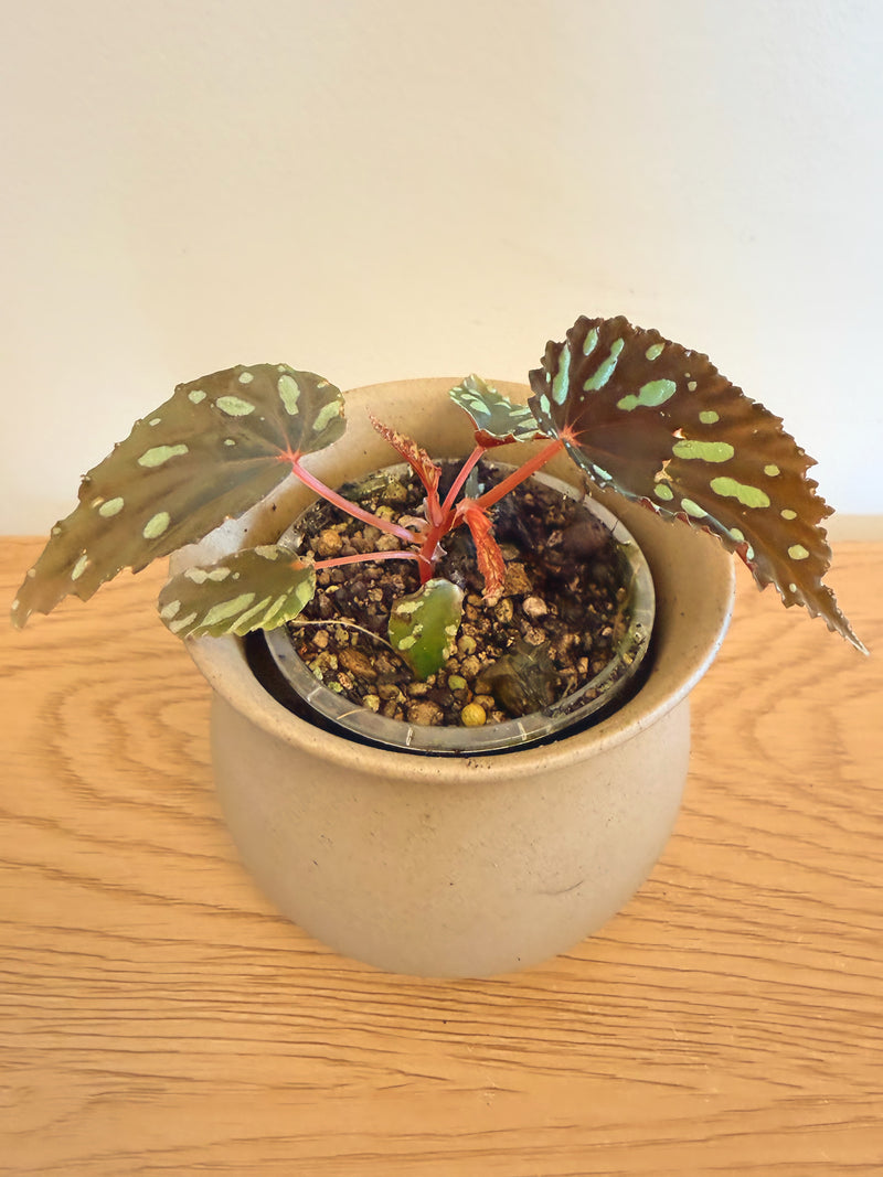 Begonia Atricha Java