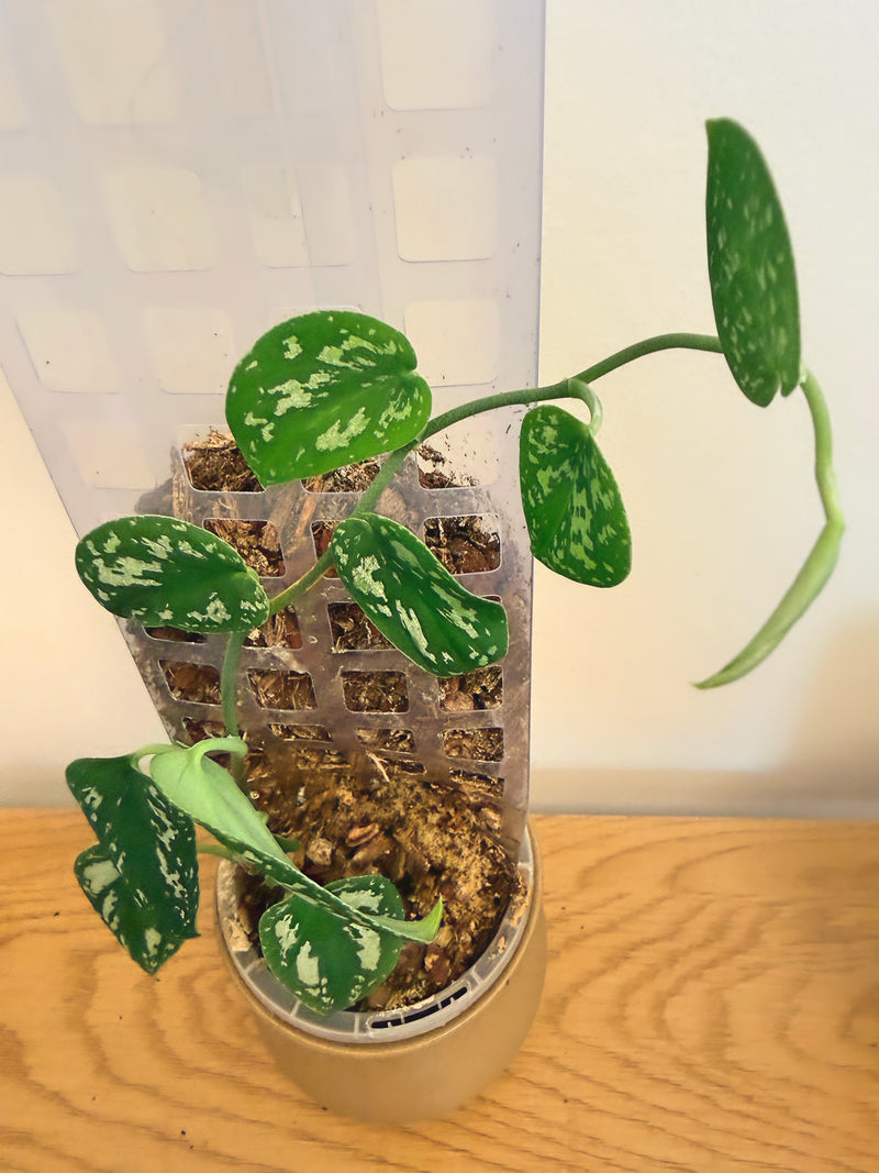 Scindapsus Dark Form Tricolour