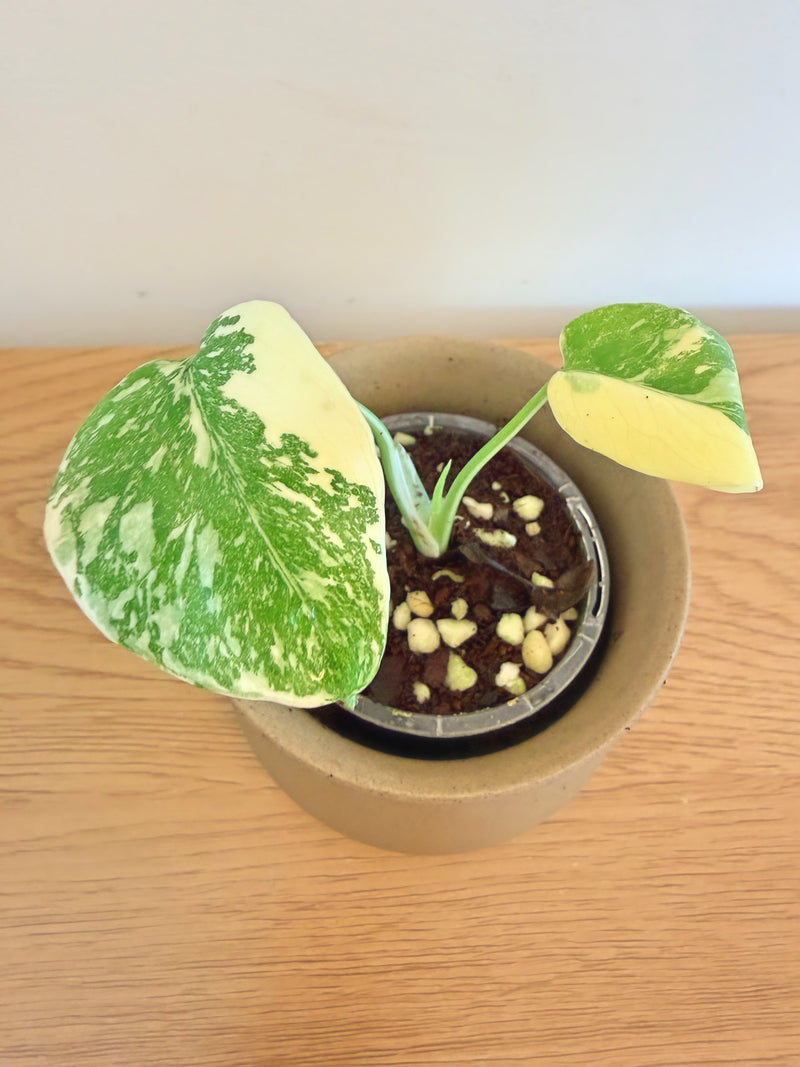 Monstera ‘Placer Gold’ (Golden Sand)
