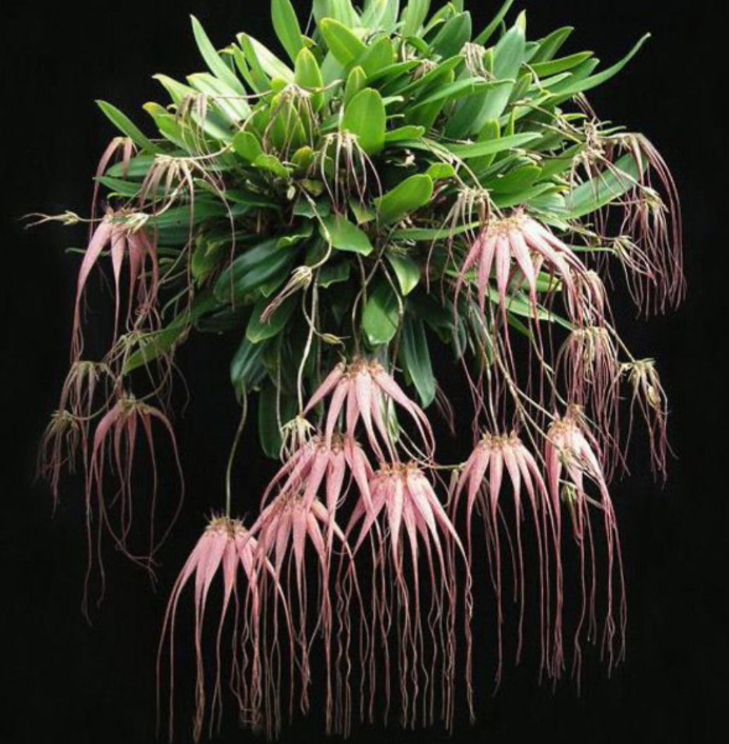 Bullbophyllum Elizabeth Ann Buckleberry FCC/AOS