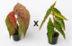 Begonia Sanma Pink Point (Amphioxus x Malachosticta)
