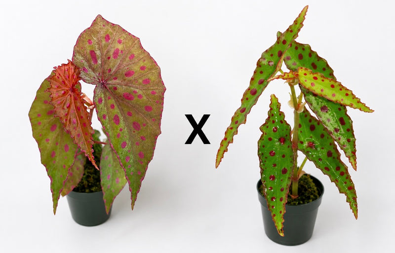Begonia Sanma Pink Point (Amphioxus x Malachosticta)