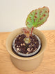 Begonia Melanobullata