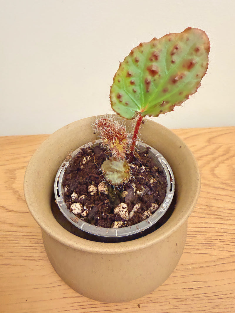 Begonia Melanobullata