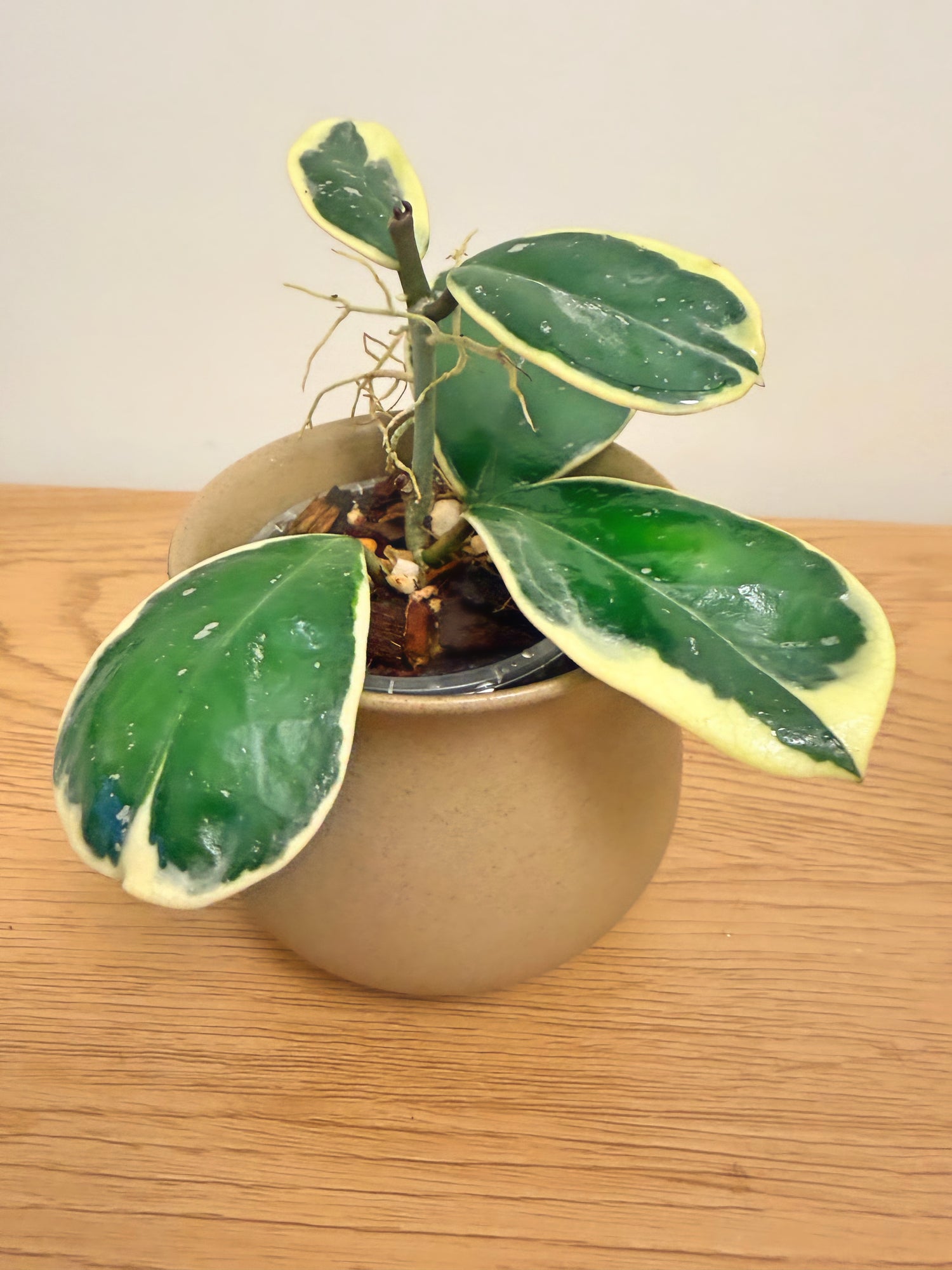 Hoya Obovata Outer Variegated (B)