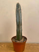 Pilosocereus Glaucochrous