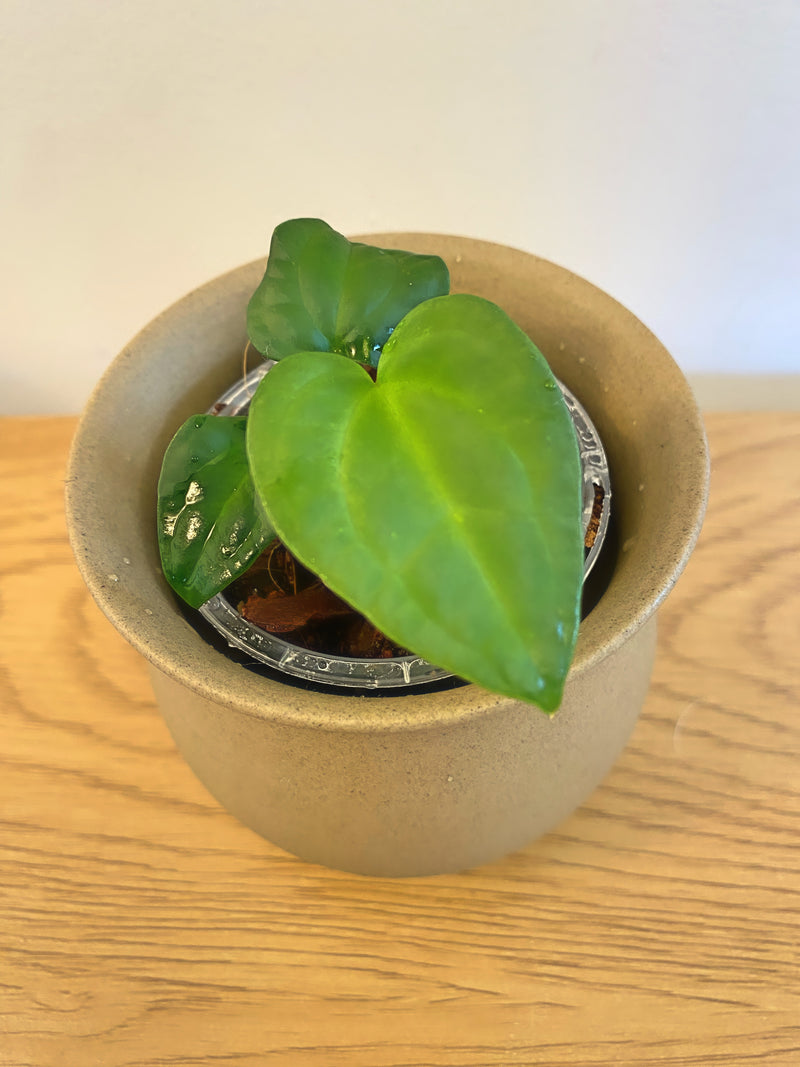 Anthurium Ace Of Space (AOS)