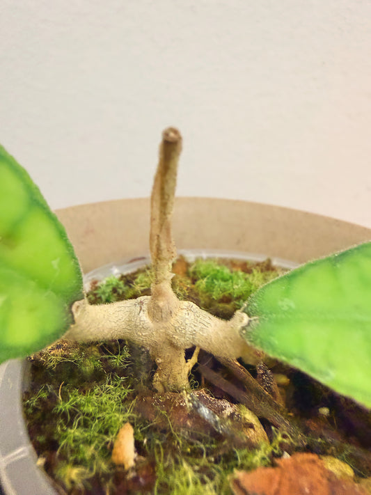Hoya Finlaysonii