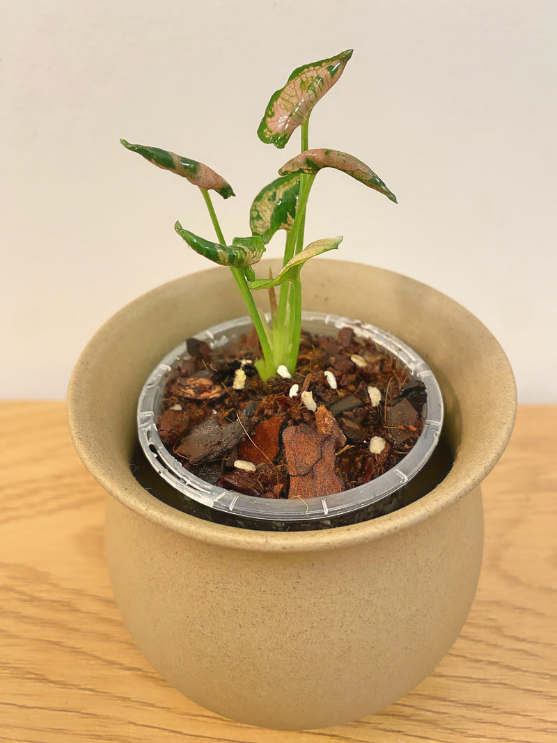 Syngonium Pink Rolli