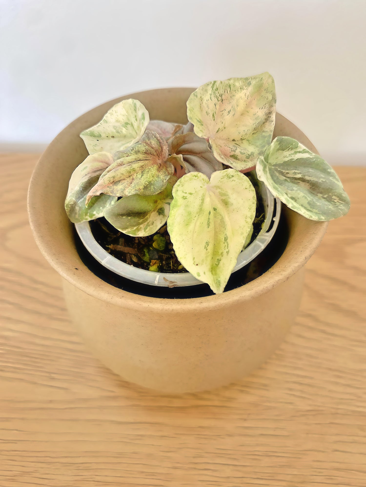 Peperomia Pink Lady (A)