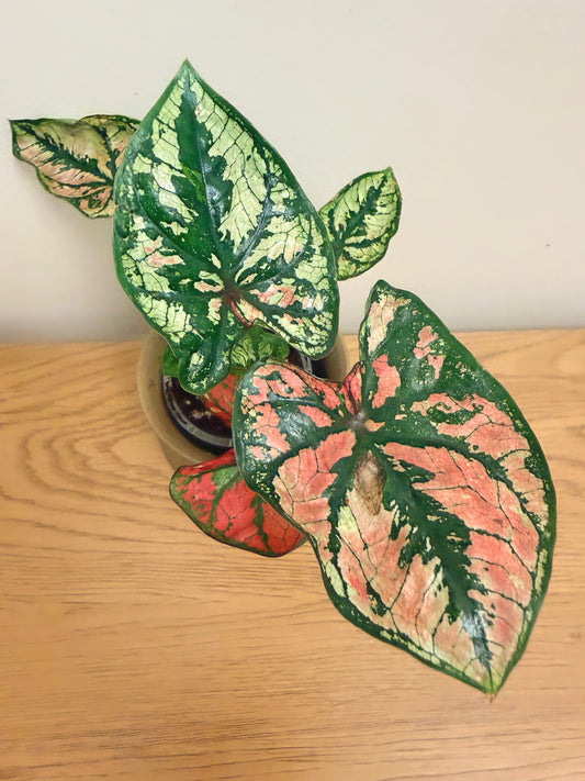 Caladium Purple Light