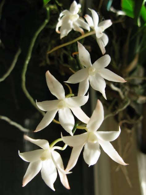 Aerangis Biloba x Sib