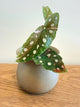 Begonia Maculata Variegated