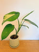 Syngonium Chiapense Variegated