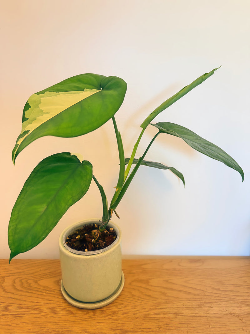 Syngonium Chiapense Variegated