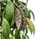 Aeschynanthus Longicaulis