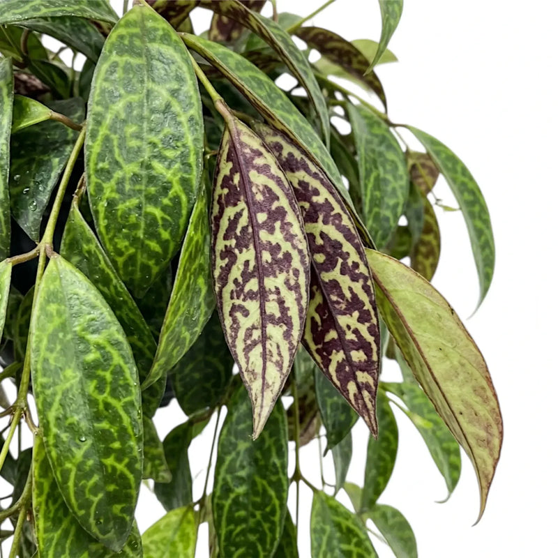 Aeschynanthus Longicaulis