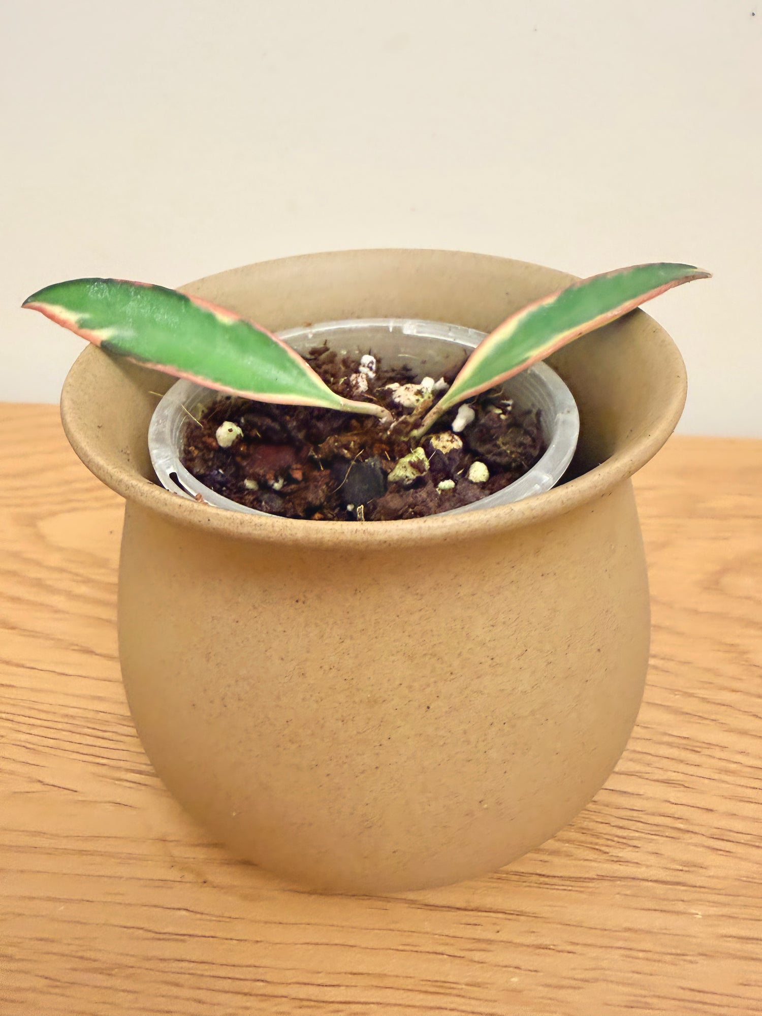 Hoya Wayetii Outer Variegated