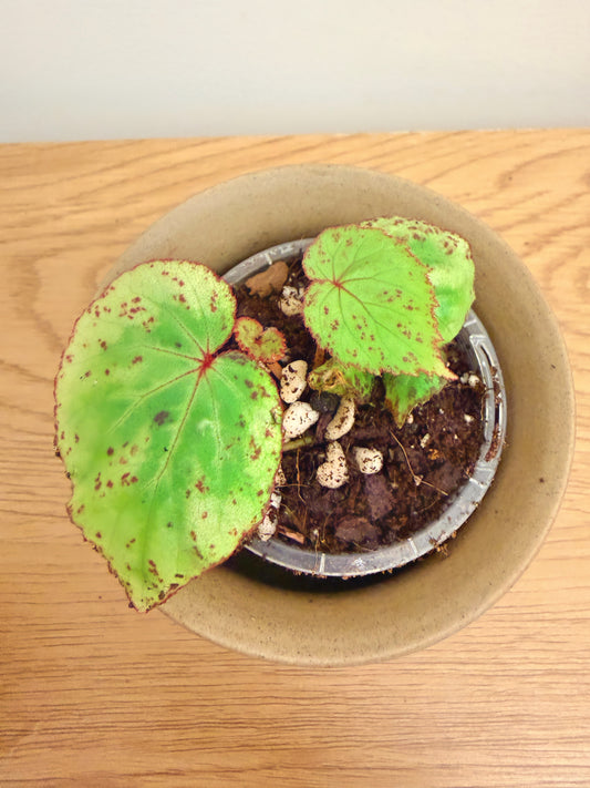 Begonia sp. Sumatra
