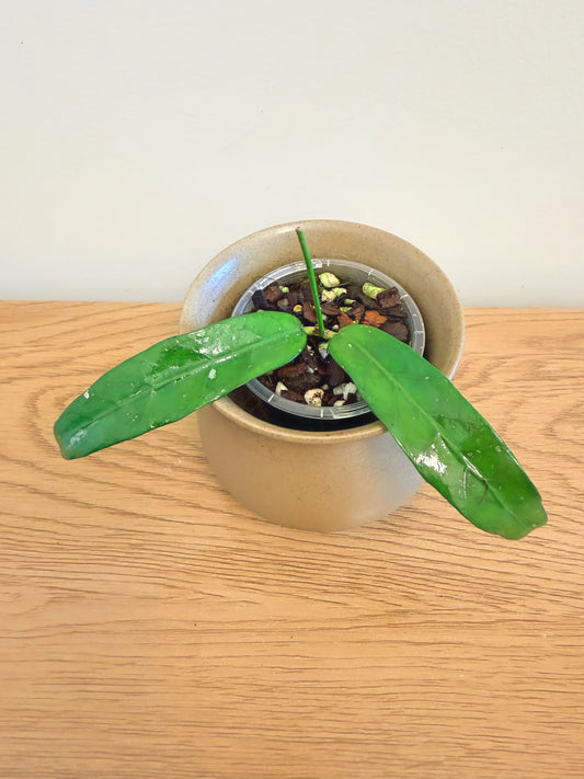 Hoya sp. Sabah