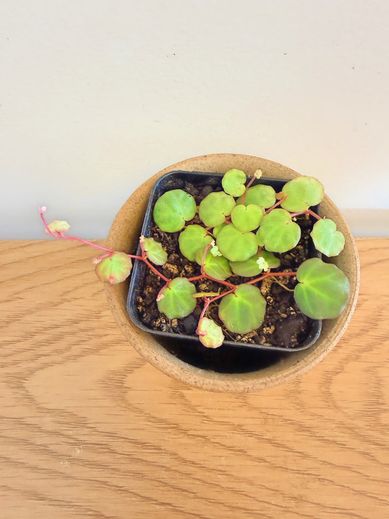 Begonia Lichenora