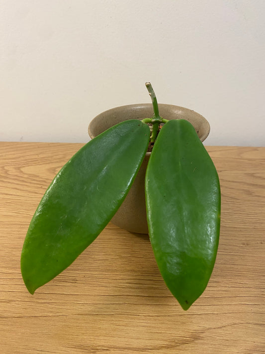 Hoya Meliflua