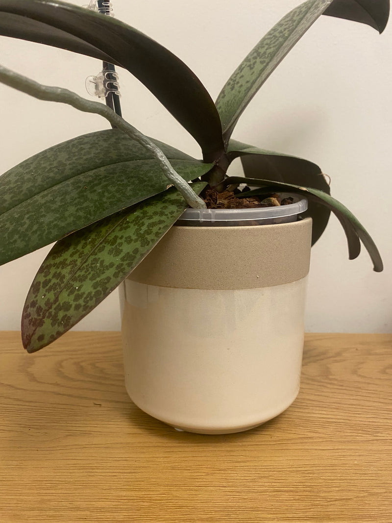 Speckled Planter