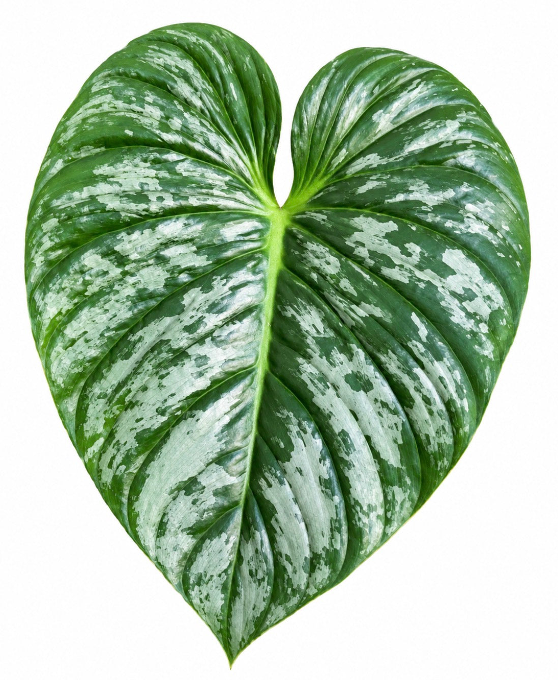 Philodendron Pastazanum Silver