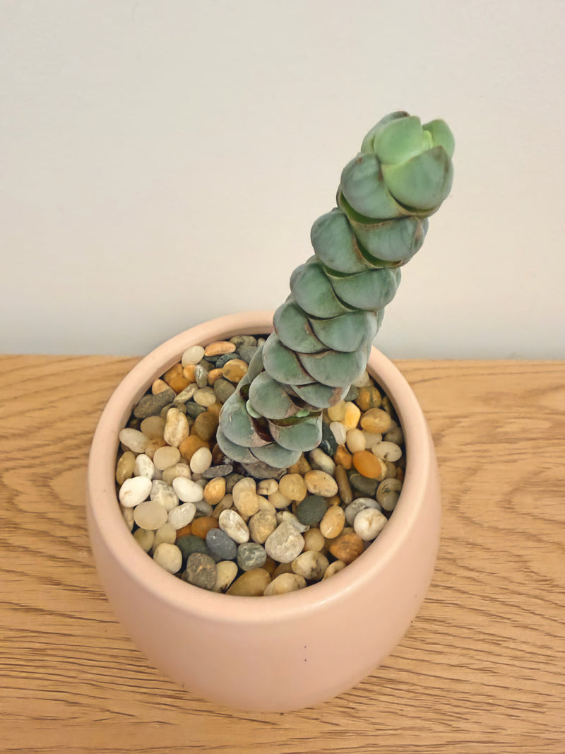 Crassula Arta