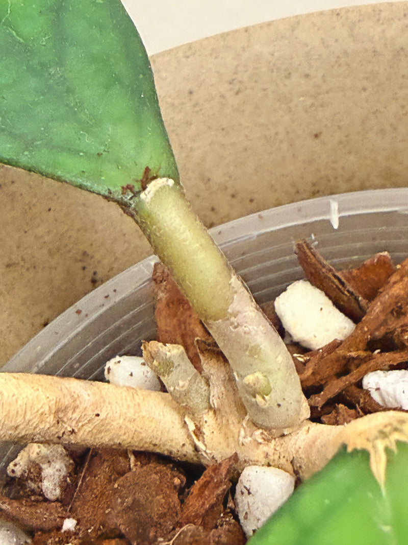 Hoya Finlaysonii (B)